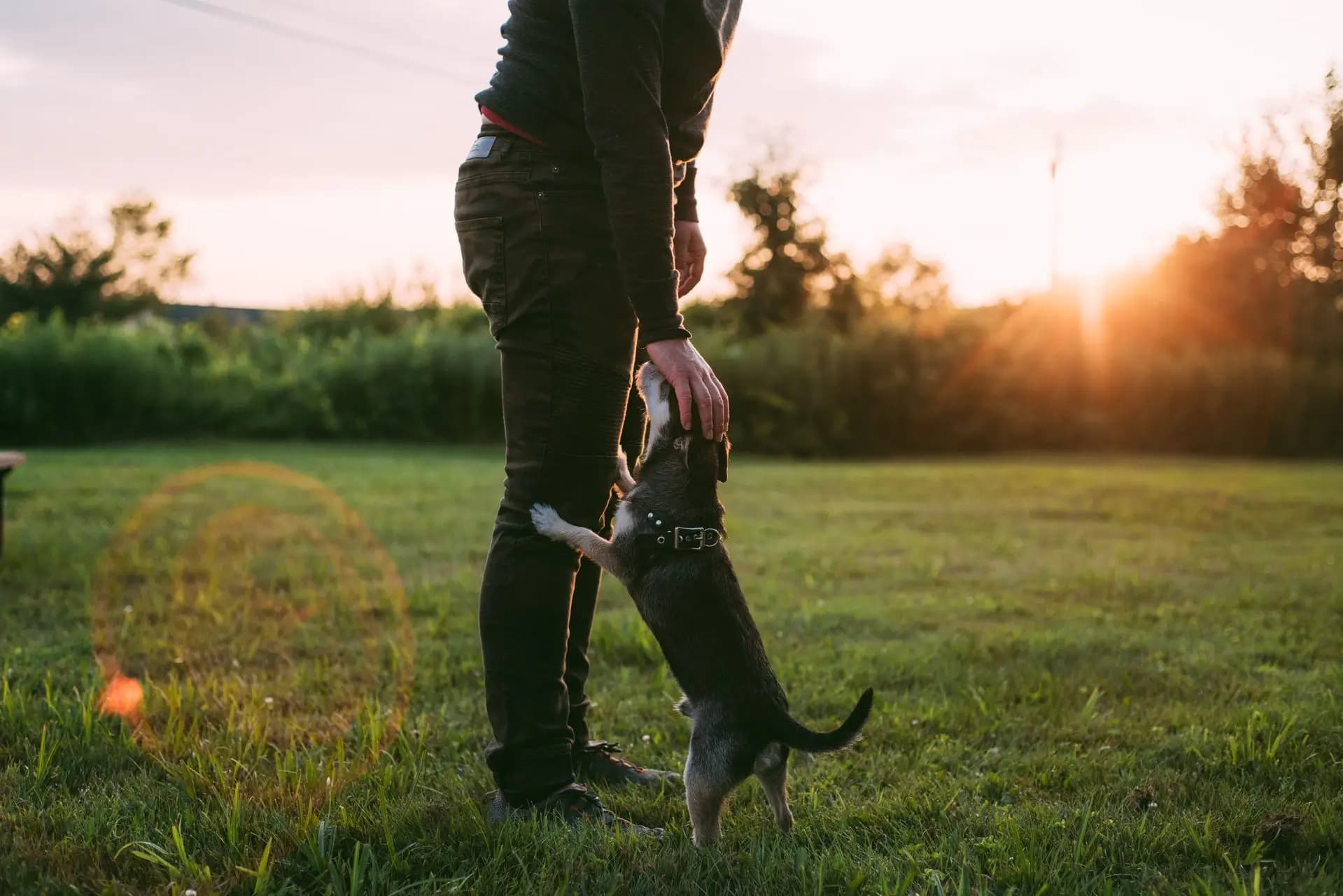 Owner training a puppy to respond and come to them outdoors at sunset