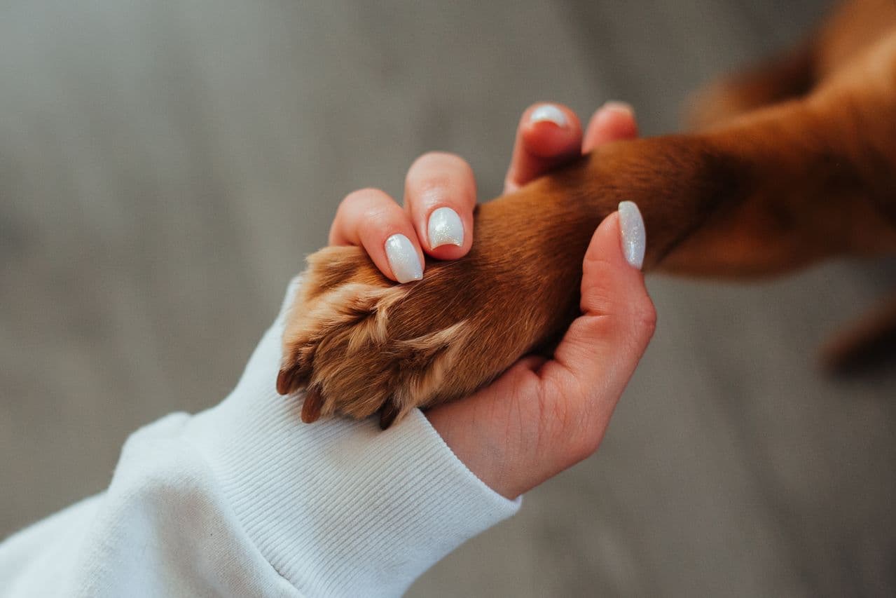 A dog resting its paw in a person's hand