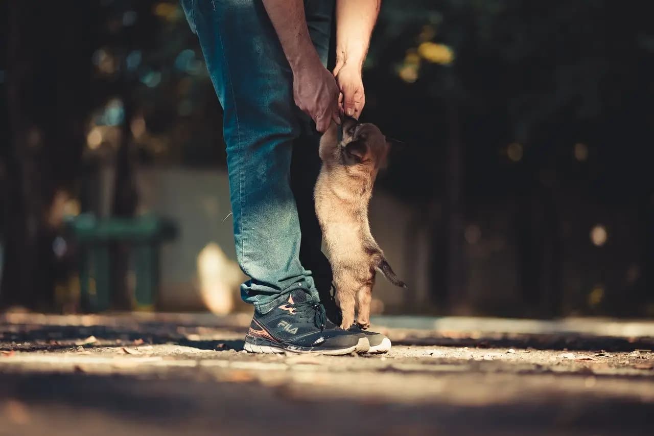 A puppy staying close and attached to its owner, welcome by their side